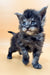 Fluffy gray Maine Coon kitten with bright blue eyes on a surface