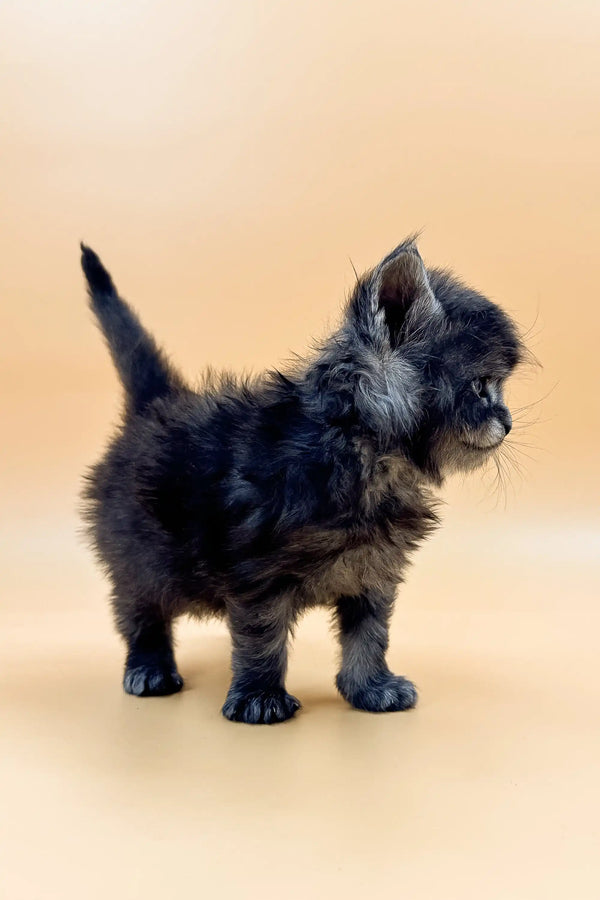 Fluffy black puppy with perky ears, perfect companion for your Maine Coon kitten