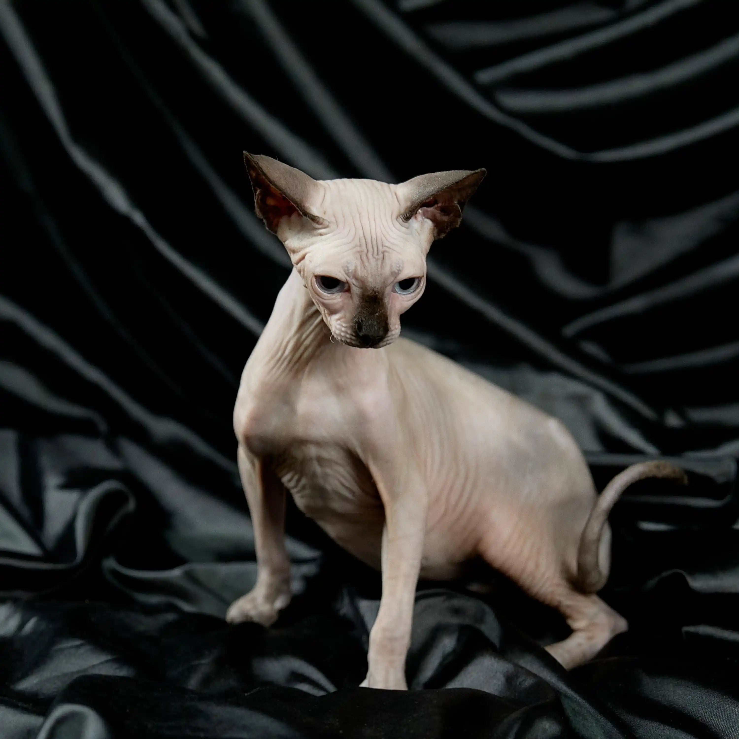 AVADA - Best Sellers Lany | Sphynx Kitten | Adopted