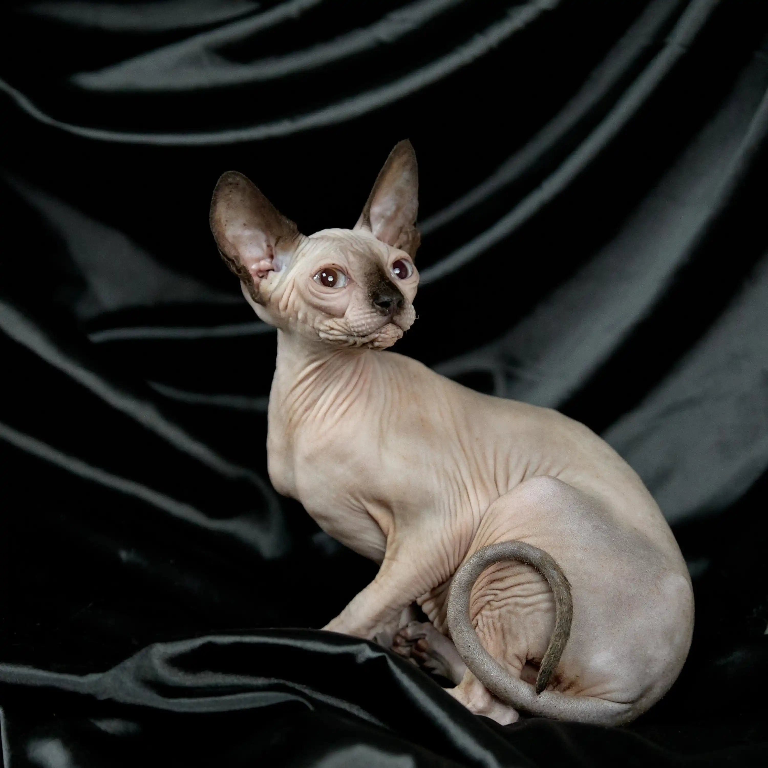 AVADA - Best Sellers Lany | Sphynx Kitten | Adopted