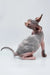Lara | sphynx kitten
