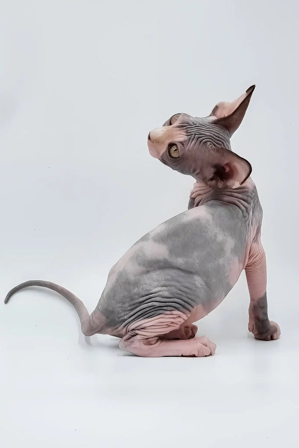 Lara | sphynx kitten