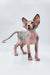 Lara | sphynx kitten