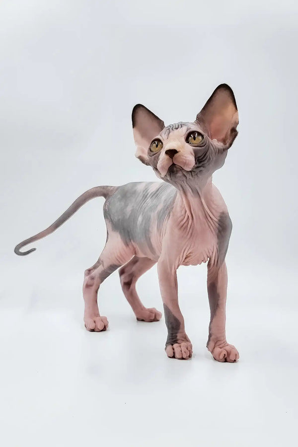 Lara | sphynx kitten