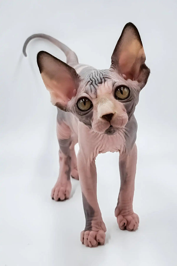 Lara | sphynx kitten