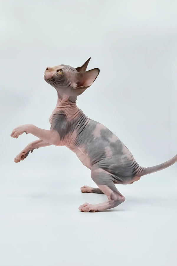 Lara | sphynx kitten