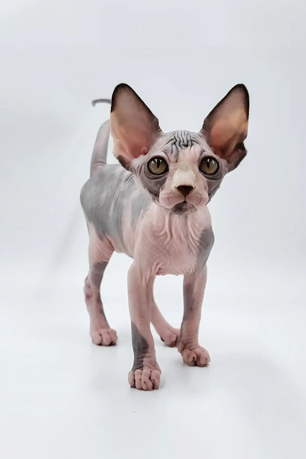 Lara | sphynx kitten