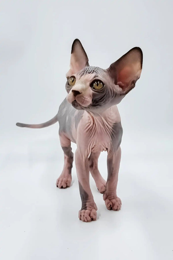 Lara | sphynx kitten