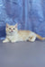 Lari | munchkin kitten