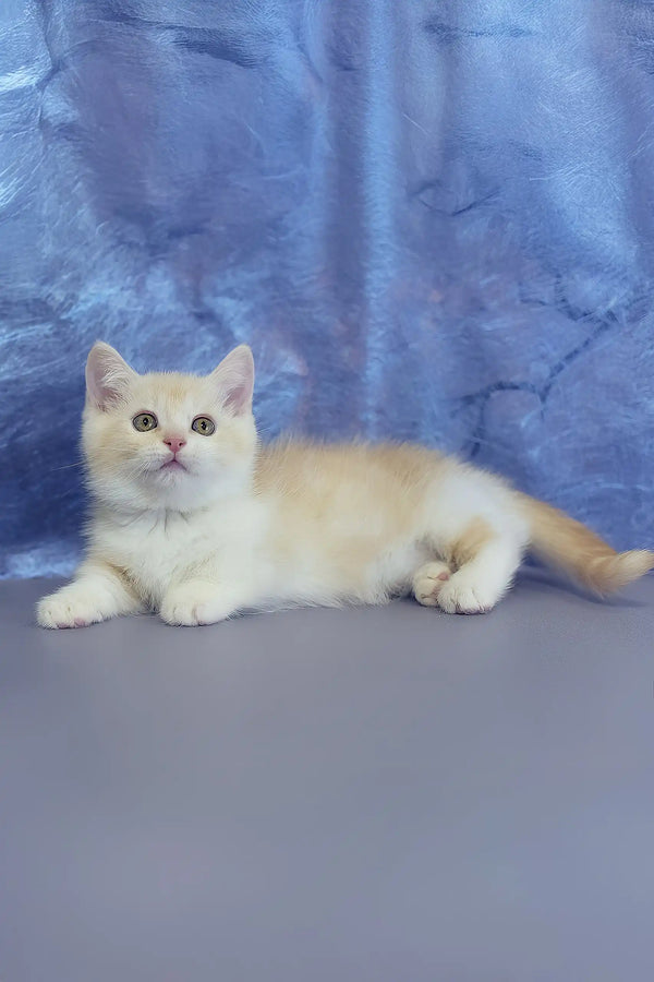 Lari | munchkin kitten