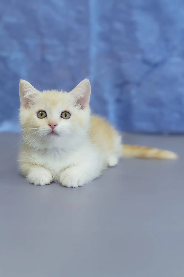 Lari | munchkin kitten