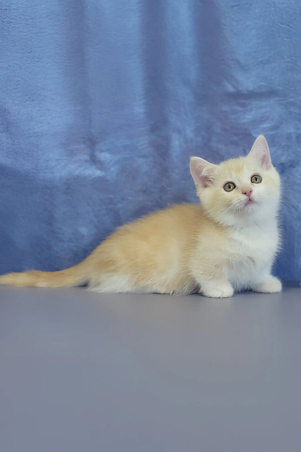 Lari | munchkin kitten