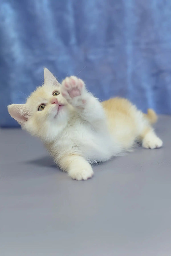 Lari | munchkin kitten