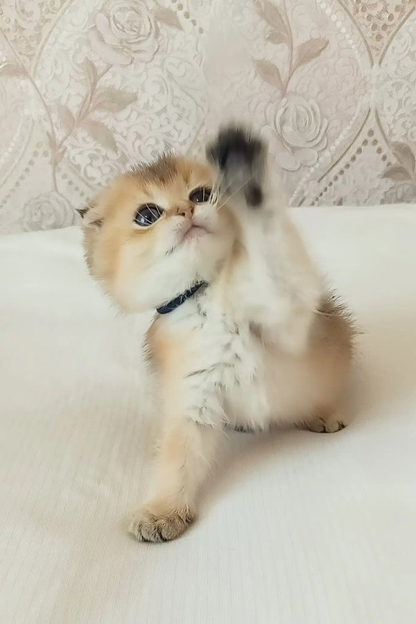 Lari | scottish fold kitten