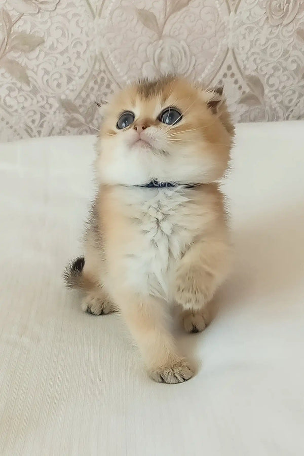 Lari | scottish fold kitten