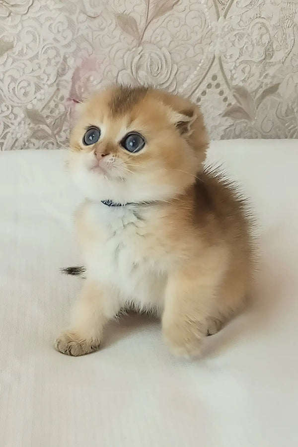 Lari | scottish fold kitten