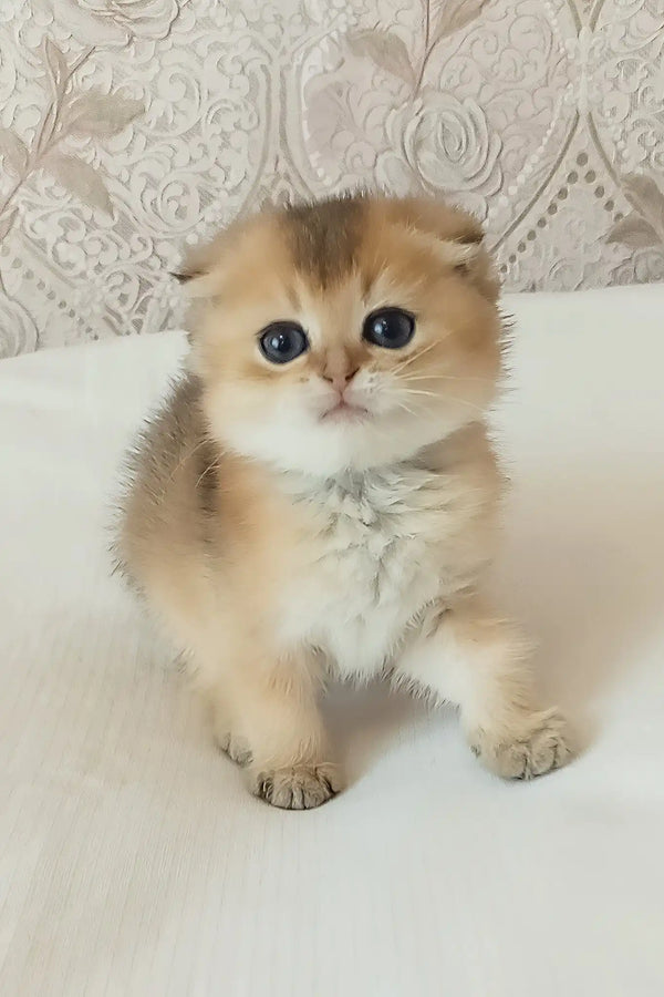 Lari | scottish fold kitten