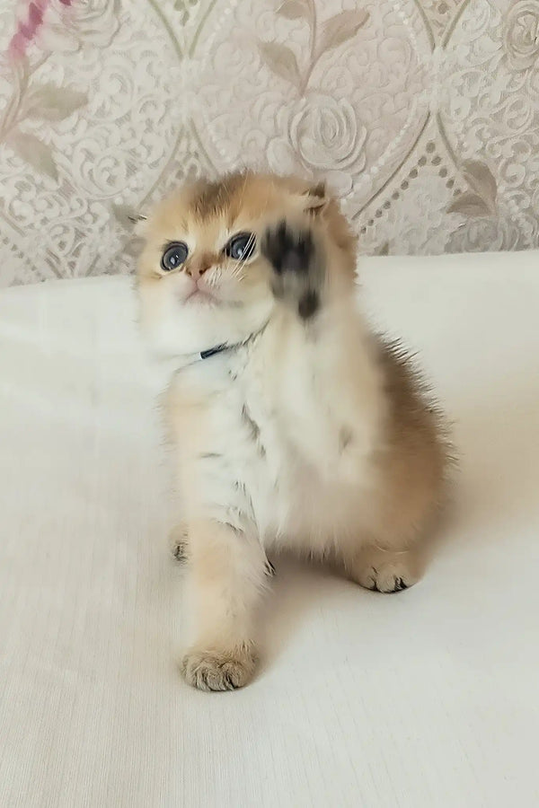 Lari | scottish fold kitten