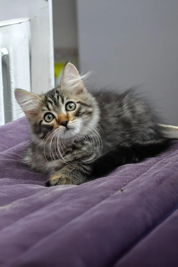 Lari | siberian kitten