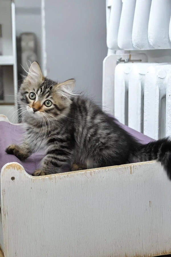 Lari | siberian kitten