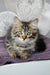 Lari | siberian kitten