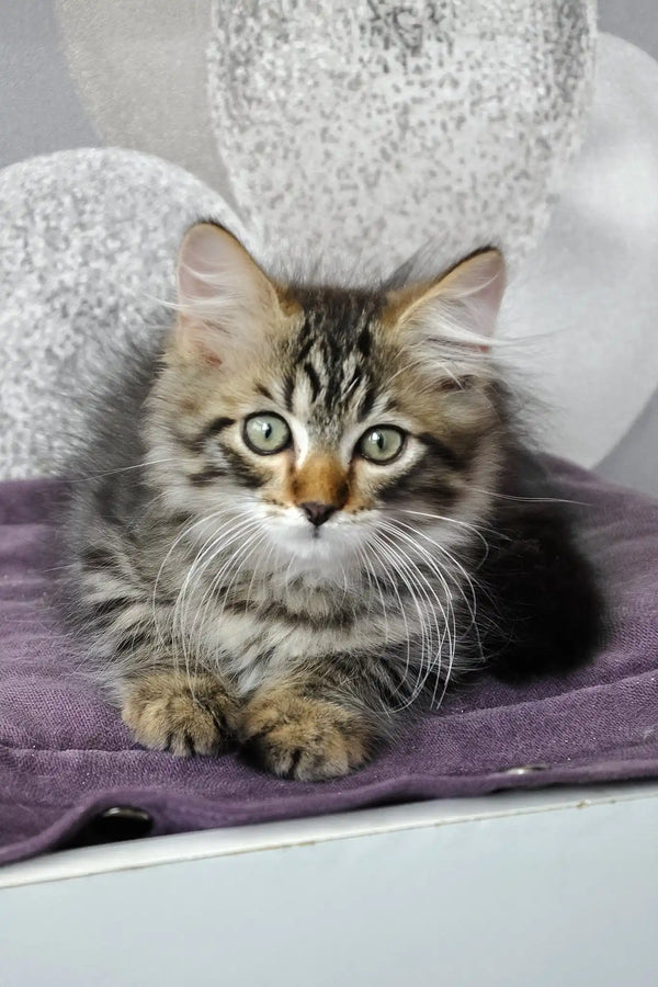 Lari | siberian kitten