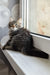Lari | siberian kitten