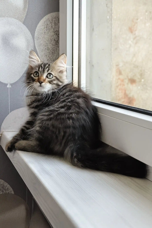 Lari | siberian kitten