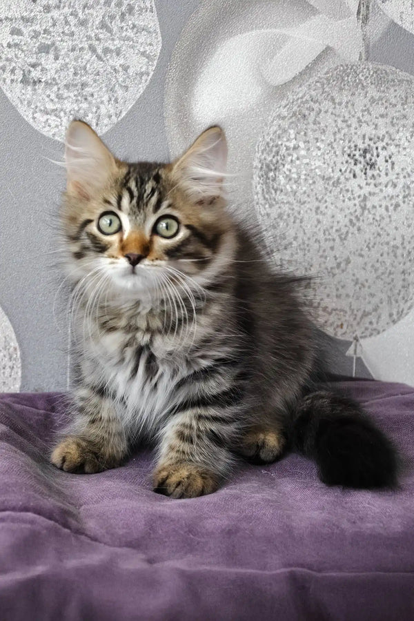 Lari | siberian kitten