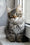 Lari | Siberian Kitten