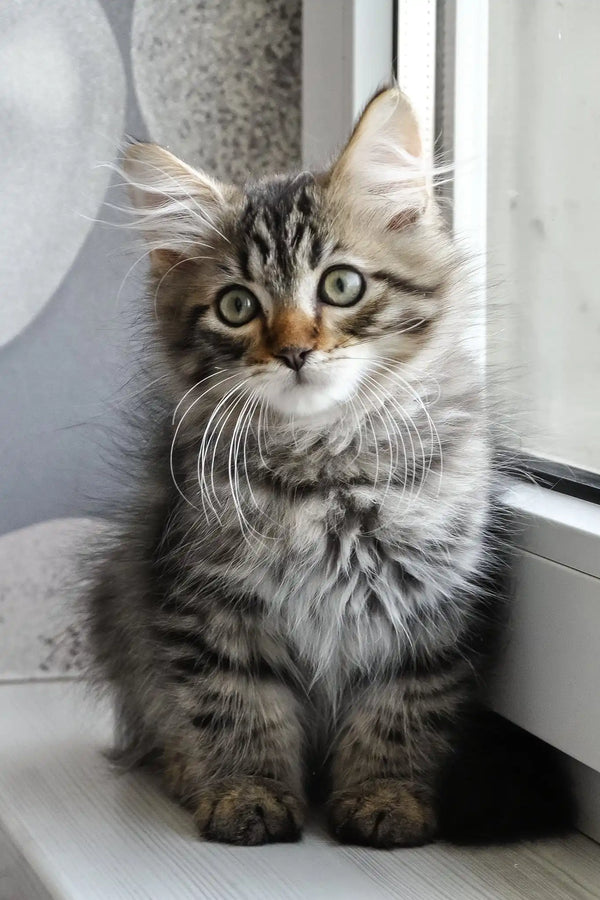Lari | siberian kitten