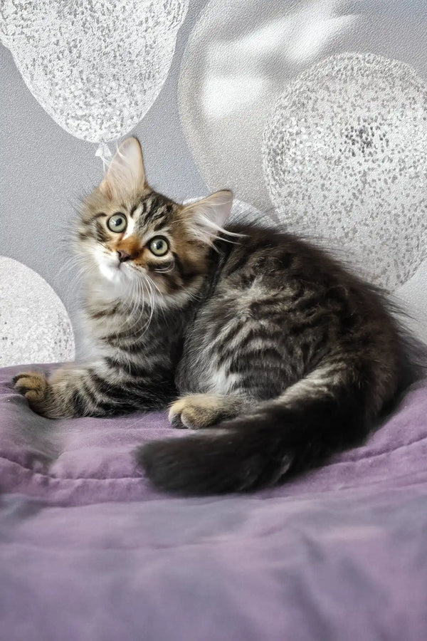 Lari | siberian kitten