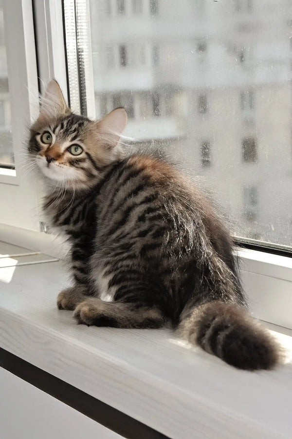 Lari | siberian kitten