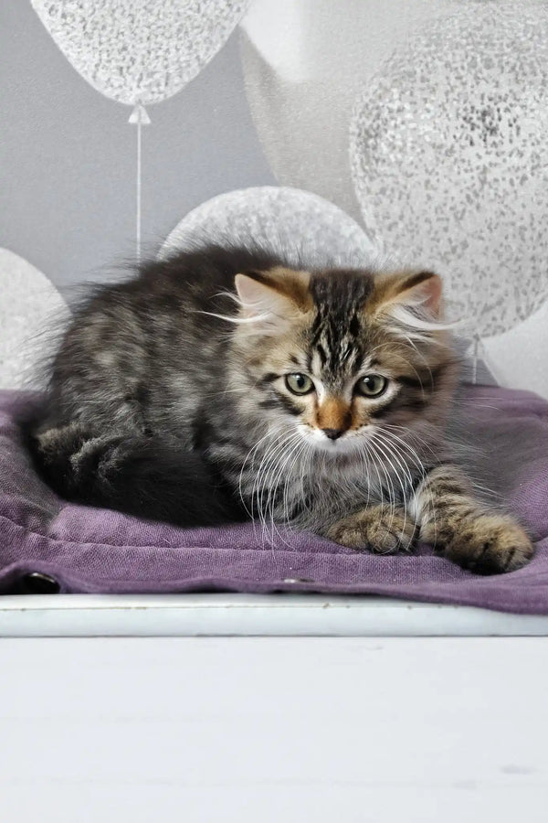 Lari | siberian kitten