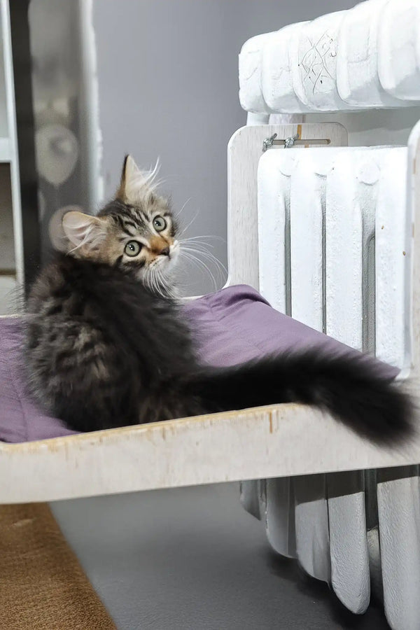 Lari | siberian kitten