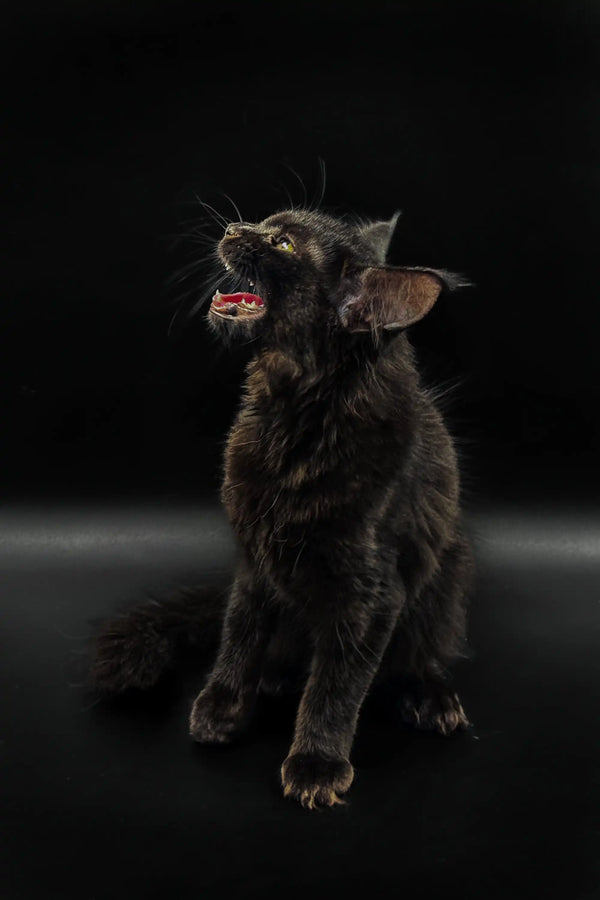 Playful black Maine Coon kitten with mouth open and tongue out on a dark background
