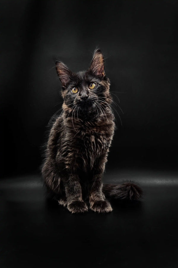 Dark-furred Maine Coon kitten with bright yellow eyes against a black background