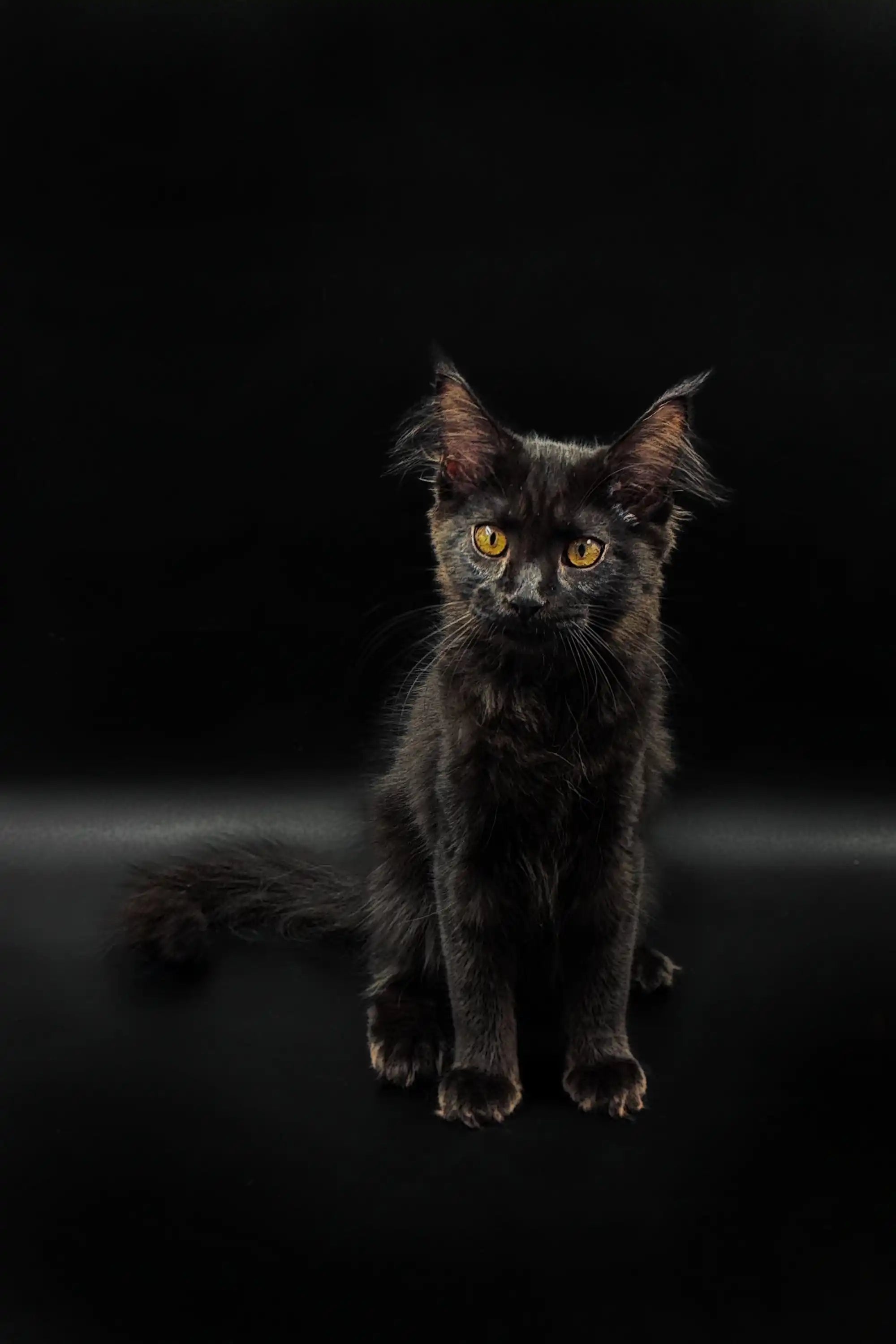 Maine Coon Kittens for Sale Larissa | Kitten