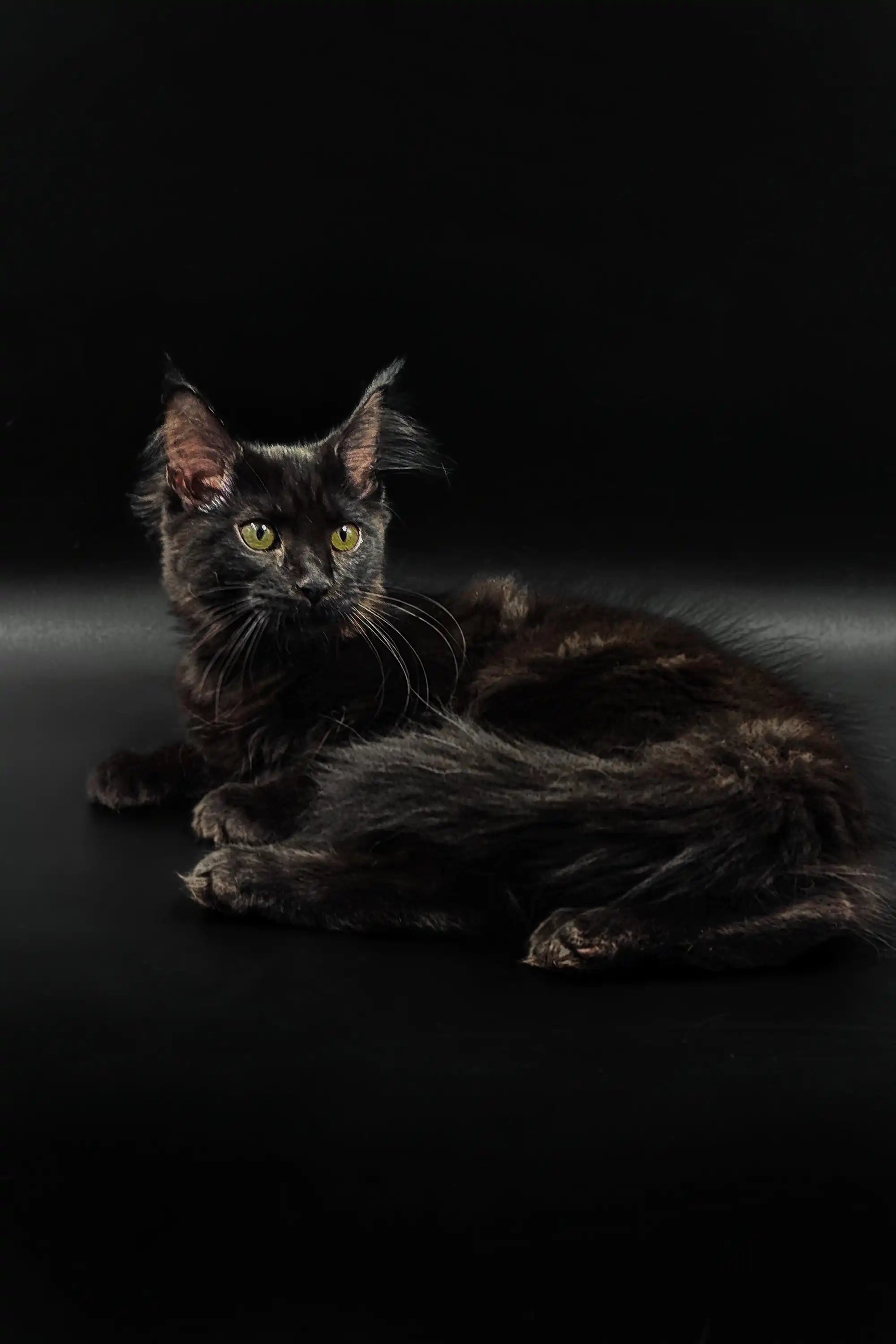 Maine Coon Kittens for Sale Larissa | Kitten