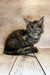 Fluffy gray Maine Coon kitten lounging on wooden floorboards, super cute!