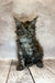 Fluffy gray Maine Coon kitten with alert eyes and pointed ears, perfect for your home