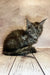 Fluffy gray Maine Coon kitten sitting cutely on wooden floorboards