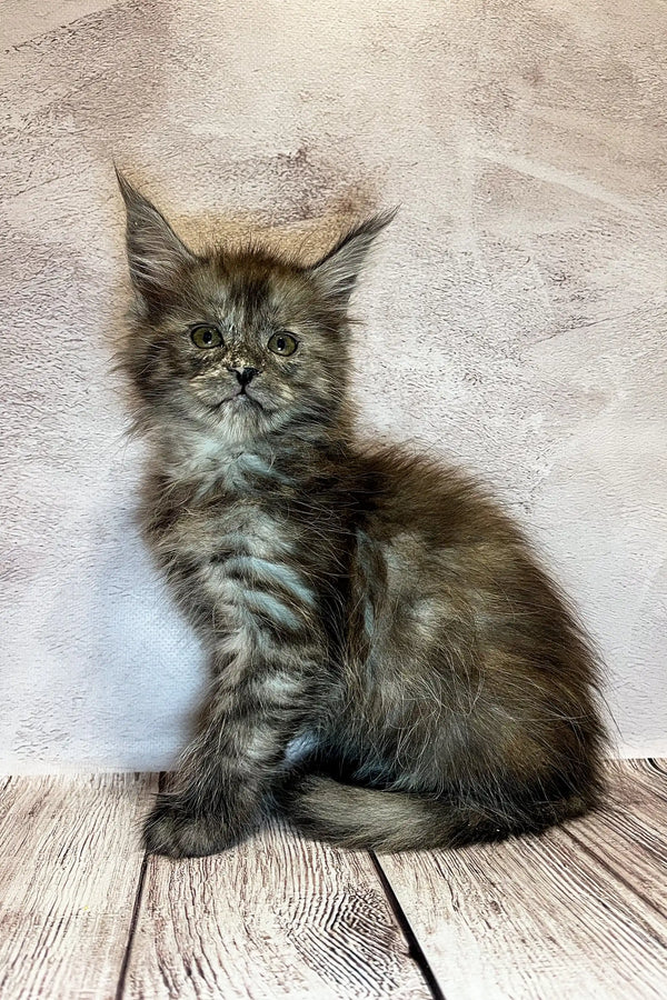 Fluffy gray tabby Maine Coon kitten chilling on wooden flooring, perfect for cat lovers