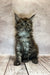 Fluffy gray and white Maine Coon kitten sitting upright, super cute and playful