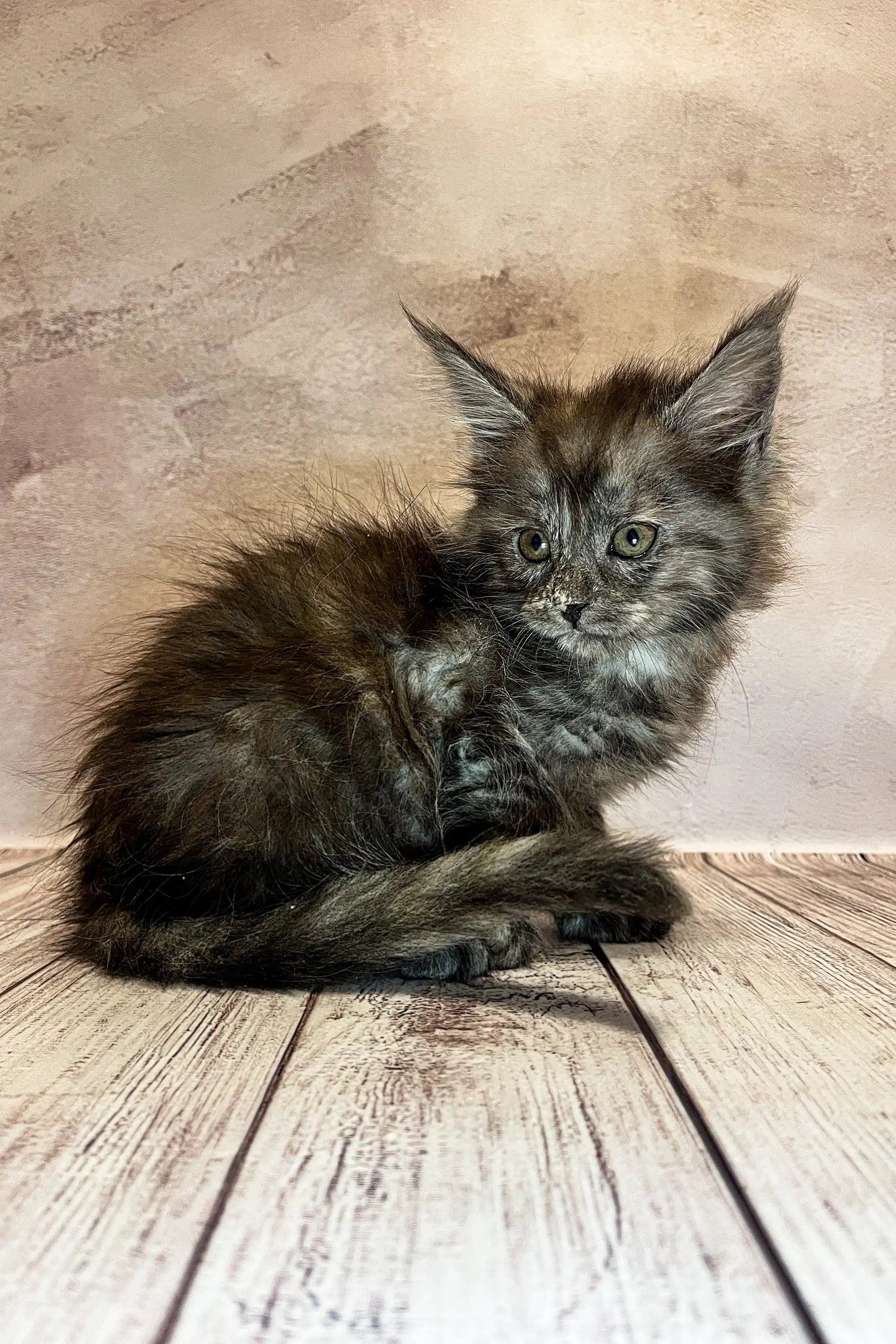 Maine Coon Kittens for Sale Larnaka | Kitten