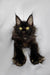 Black Maine Coon kitten with bright yellow eyes and tufted ears, named Larry