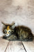 Fluffy calico Maine Coon kitten with green eyes lounging on wooden flooring