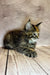 Fluffy Maine Coon kitten relaxing on rustic wooden floorboards