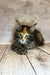 Fluffy Maine Coon kitten with alert green eyes and pointy ears ready for fun