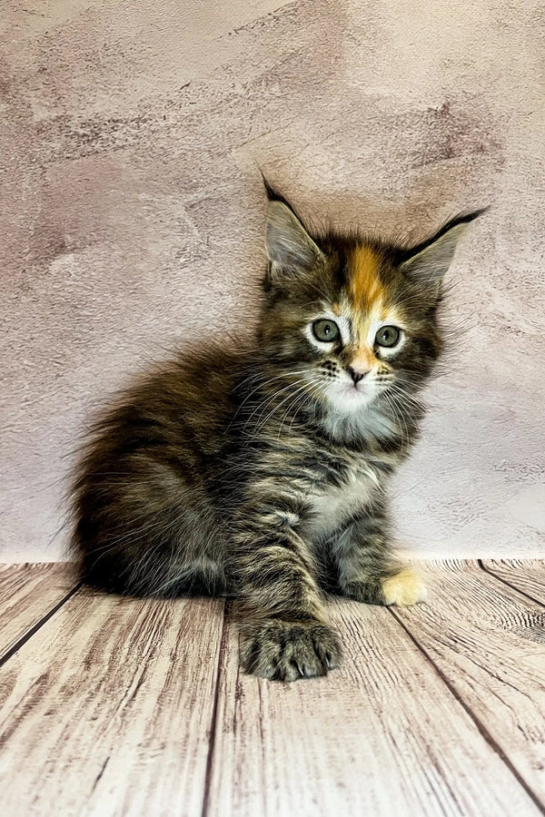 Fluffy Maine Coon kitten with ear tufts and a colorful coat, perfect for cuddles